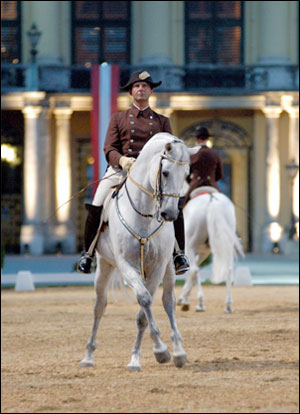 Vienna`s Famed Lipizzaner Stallions